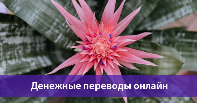 международные денежные переводы онлайн